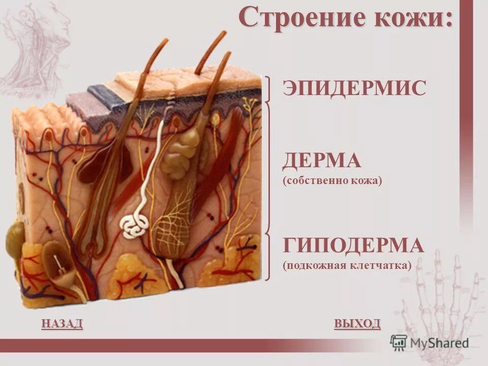 Эпидермис дерма гиподерма строение. Себорейный дерматит сальные железы. Строение слоя дермы кожи человека. Строение эпидермиса кожи человека схема. Волосяная луковица сальная железа.