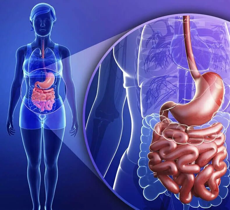Процесс очищения кишечника. Заболевания желудочно-кишечного тракта. Желудочно-кишечный тракт человека. Здоровый кишечник.