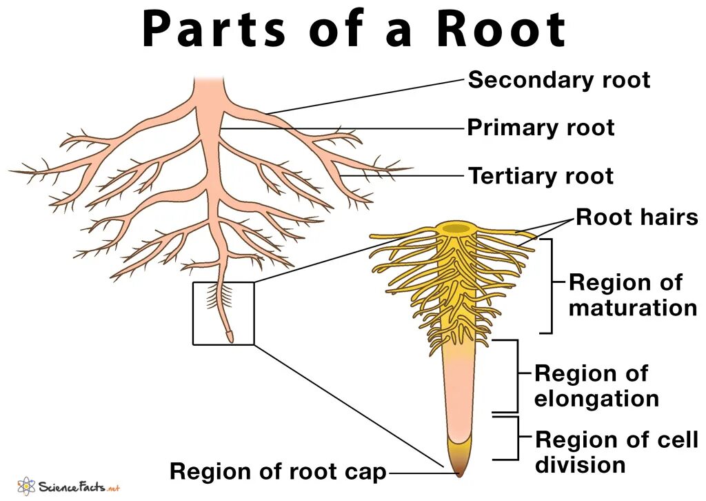 Root structure. Secondary structure of the root. Parts of root. The structure of the root Zones.