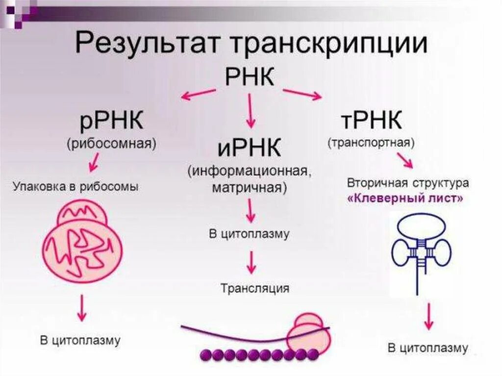 Структура ИРНК ТРНК РРНК. Информационная РНК транспортная РНК рибосомная РНК. Нуклеиновые кислоты функции РНК. Строение нуклеиновых кислот транскрипция.