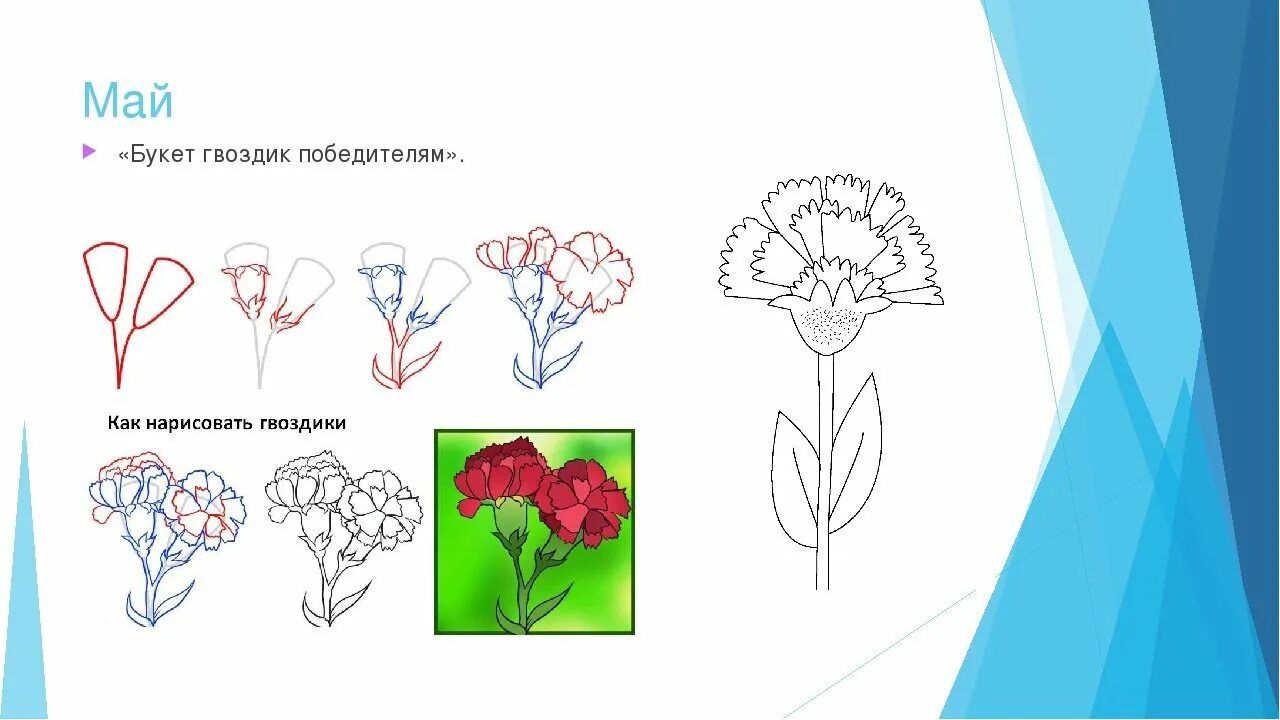 Гвоздика поэтапно. Поэтапный рисунок гвоздики. Как нарисовать гвоздик поэтапно. Гвоздики рисунок карандашом поэтапно. Как нарисовать гвоздику легко.