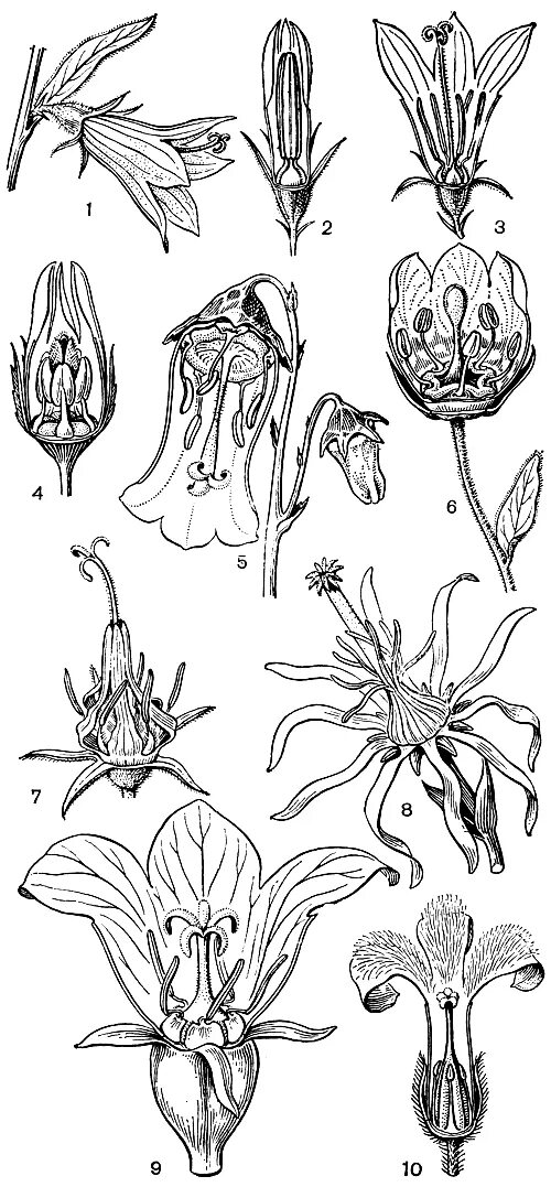 Схема цветка колокольчика. Строение колокольчиковых. Колокольчиковые диаграмма цветка. Тип андроцея у колокольчика. Колокольчик семейство растений.