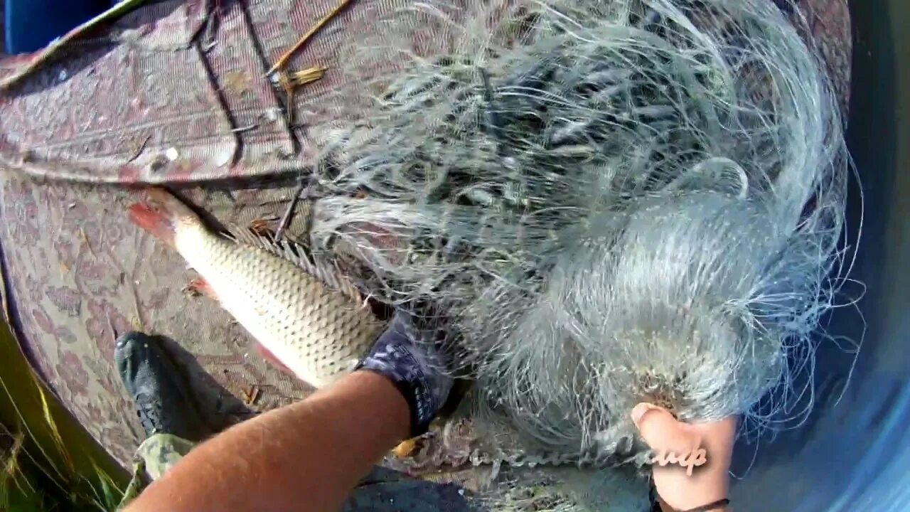 Сибирский Скиф ловля кастинговой сетью. Рыбалка на кастинговую сеть. Рыбацкая сетка для сазана. Рыбалка кастинговой сеткой на реке.