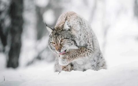 Снежная рысь
