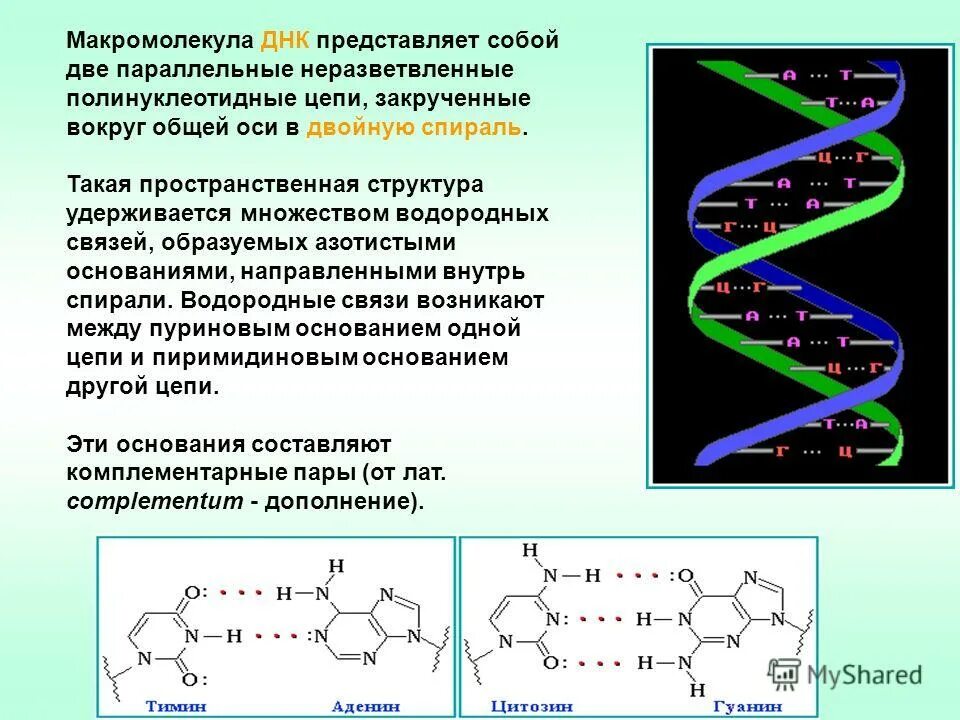 Водородные между азотистыми основаниями. Структура цепи ДНК. Строение полимерной цепи ДНК. Строение макромолекулы ДНК. Цепочка ДНК структура.