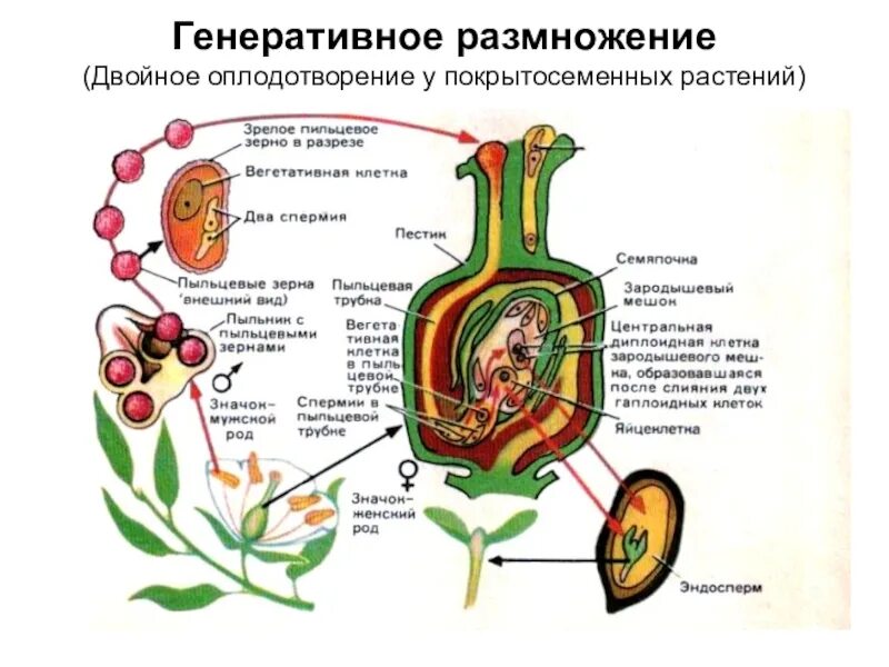 Схема двойного оплодотворения у цветковых растений. Оплодотворение покрытосеменных растений схема. Схема двойного оплодотворения у покрытосеменных растений. C[TVF ldjqyjuj jgkjljndjhtybz e wdtnrjds[ hfcntybq.