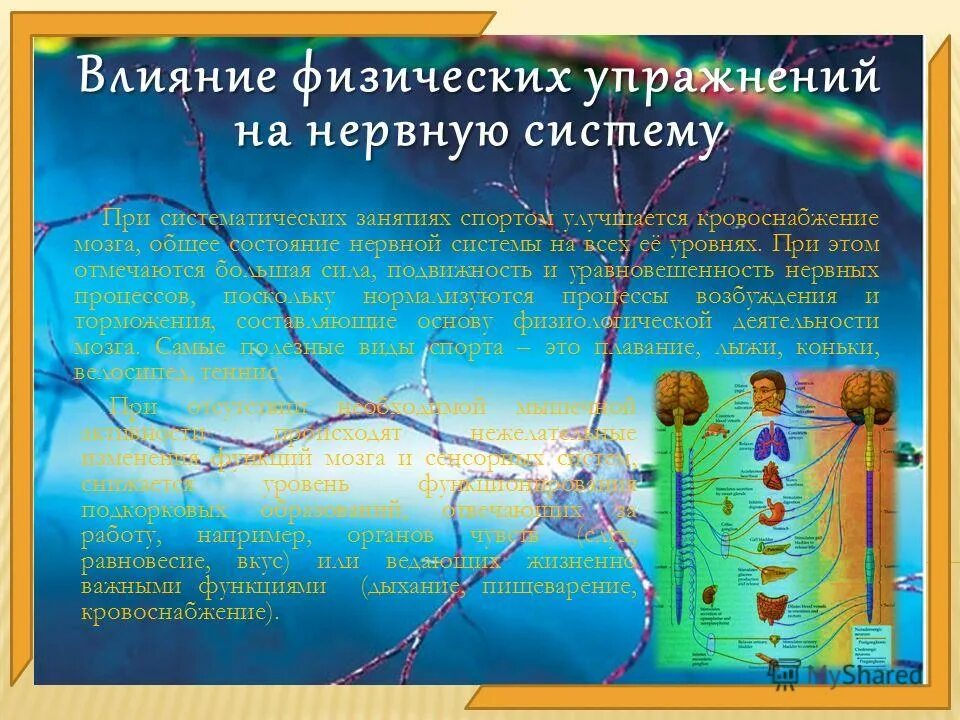 Влияние физ упражнений на нервную систему. Влияние физических нагрузок на нервную систему. Влияние физ нагрузки на нервную систему. Влияние физических нагрузок на нервную систему. Влияние упражнений на нервную систему.