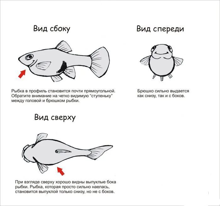 Рыбки аквариумные гуппи беременные. Рыба гуппи самка. Гуппи рыбки размер. Гуппи аквариумные самки.