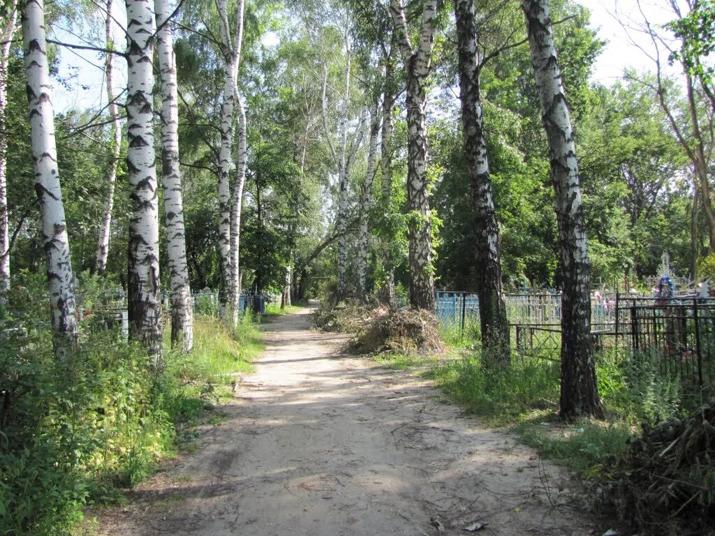 Рассказово лес. Лес в рассказово. Лес в баранчинском. Рассказово лес. Россошь леса.