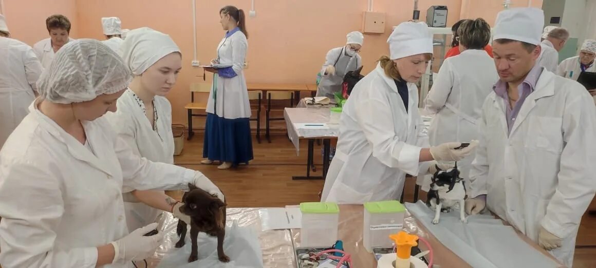 Образец заявления на аттестацию ветеринарного специалиста. Аттестация ветеринарных специалистов. Аттестация ветеринарных специалистов. Специалисты ветеринарии. Аттестация инженера фото.