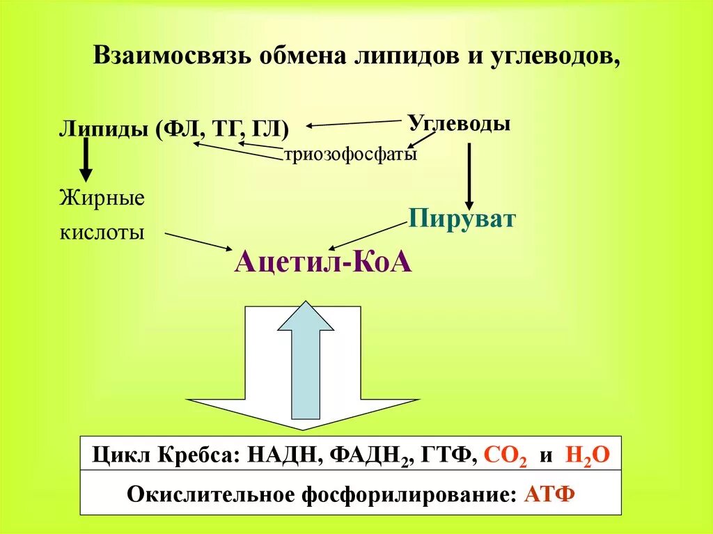 Спасис обмена. Взаимосвязь метаболизма липидов и углеводов. Взаимосвязь обмена углеводов, липидов и белков.. Взаимосвязь метаболизмов белков, углеводов и липидов.. Реакции взаимосвязи углеводного и липидного обменов.