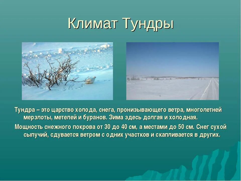 Климат тундры. Царство холода. Холодная тундра России. Сухое теплое лето и холодная Снежная зима.