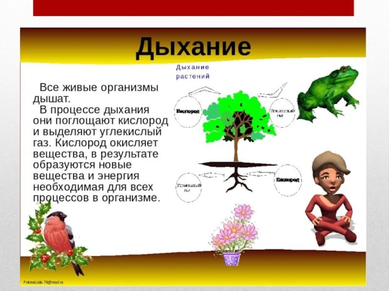 Какие свойства характерны живым организмам. Дыхание свойство живых организмов. Дыхание живых организмов 5 класс. Растение живой организм. Признаки живого дыхание.