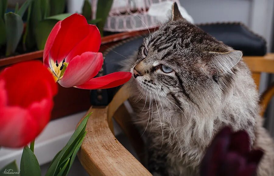 Кошка с тюльпанами. Кошка с тюльпаном красивые. Тюльпанчик и котик. Британский котик в тюльпанах. Тюльпаны для кошек ядовиты или нет