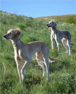 Қазақша порно MP4