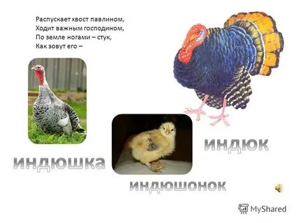 Индюк мама