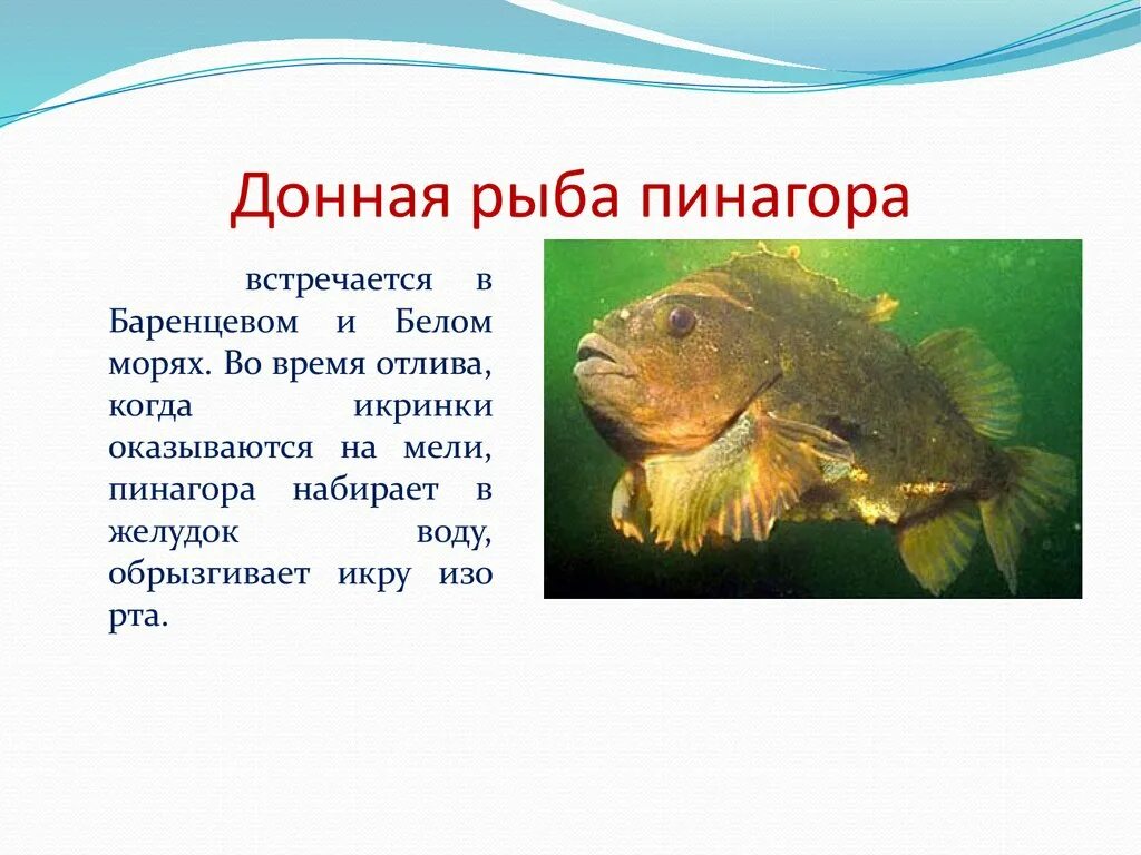 Забота о потомстве у рыб примеры. Как рыбы заботятся о потомстве. Забота о потомстве рыб сома. Рыба тилапия забота о потомстве. Рыбы которые заботятся о потомстве.