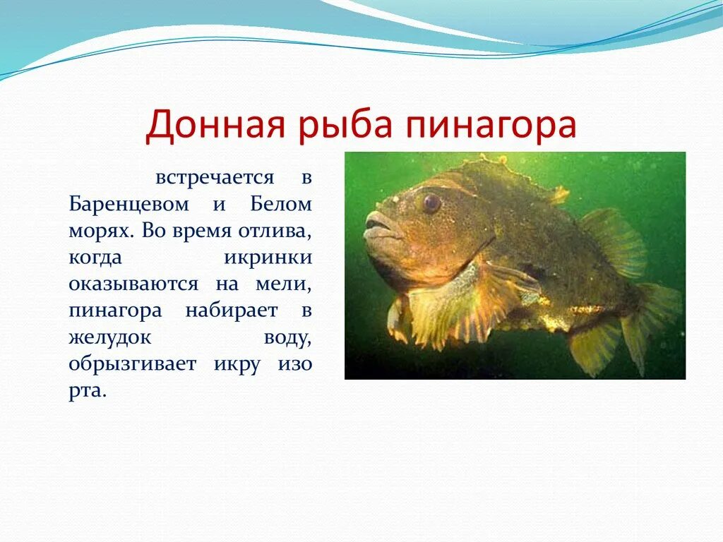 Характерна забота о потомстве. Рыбы которые заботятся о потомстве. Заботу о потомстве проявляют у рыб. Забота о потомстве у рыб примеры. Биология забота о потомстве у рыб.