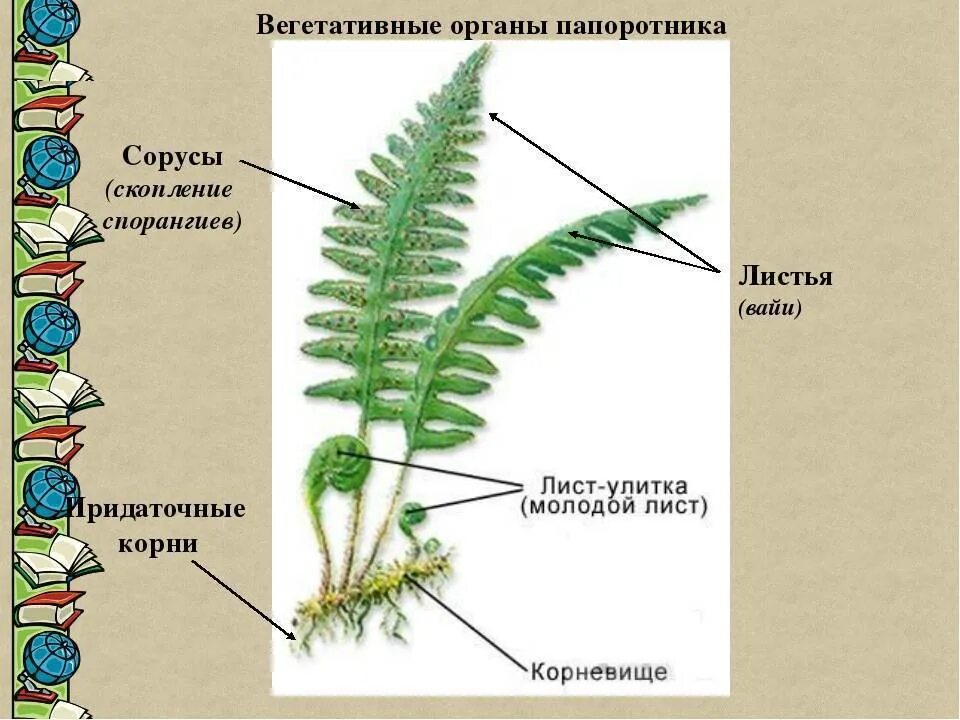 Папоротник Щитовник строение. Папоротник Щитовник мужской строение. Папоротник Щитовник мужской схема. Папоротник орляк спорангии.