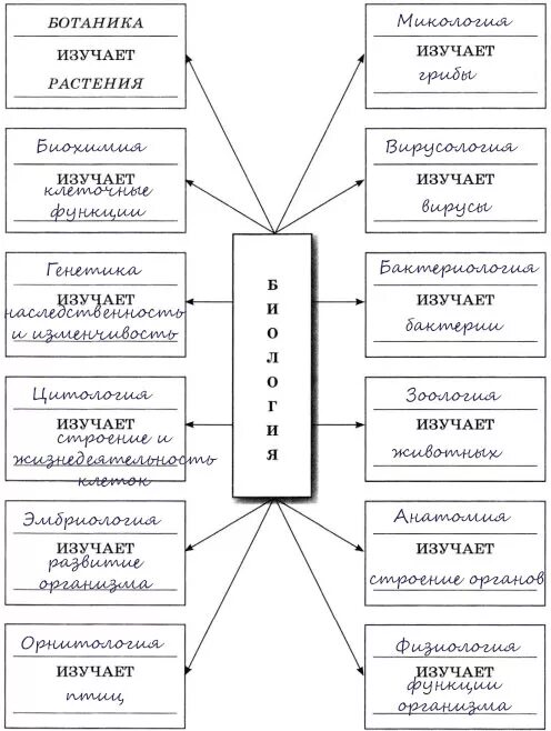 Схема биологических наук. Система биологических наук таблица 10 класс. система биологических наук схема 9 класс. биология система биологических наук. биология в системе наук схема.