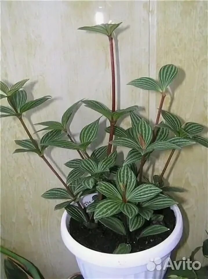 Pin by Егорова Лариса Александровна on мои цветы Plants, Peperomia, Diy plants
