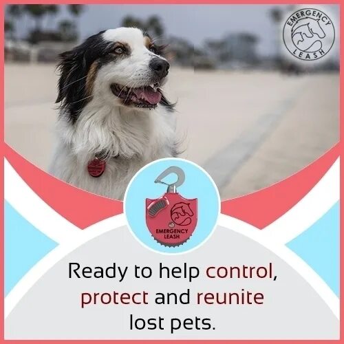 Is this your pet. My best friend pet. Why pets are important. Как пройти 49 уровень protect my pet. Stat pets.