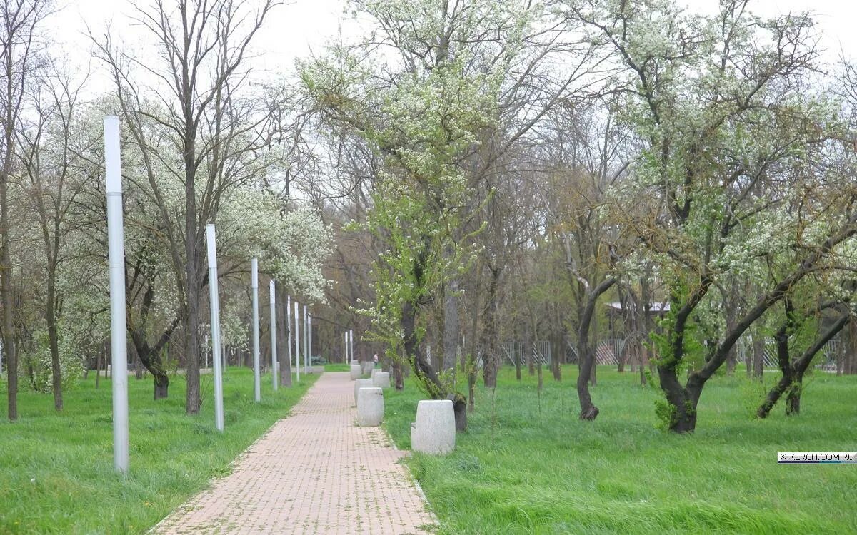 В парке растет 26