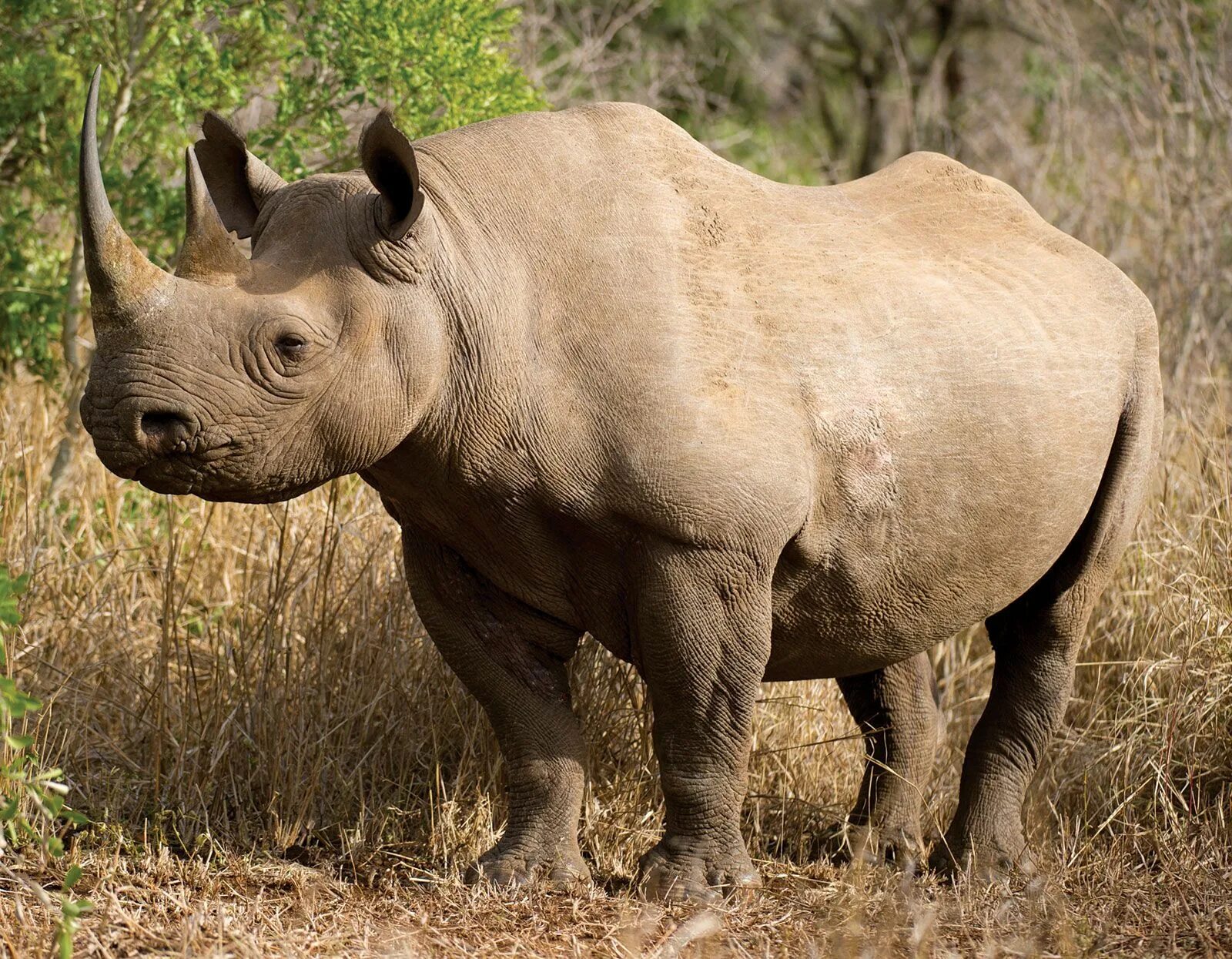 Как выглядит черный носорог Rinoceronte Rinoceronte, Rinocerontes, Animales prehistóricos