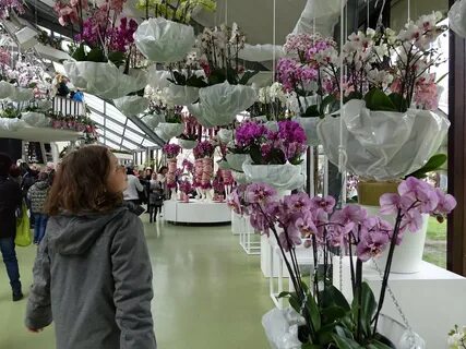 Выставка орхидей в москве