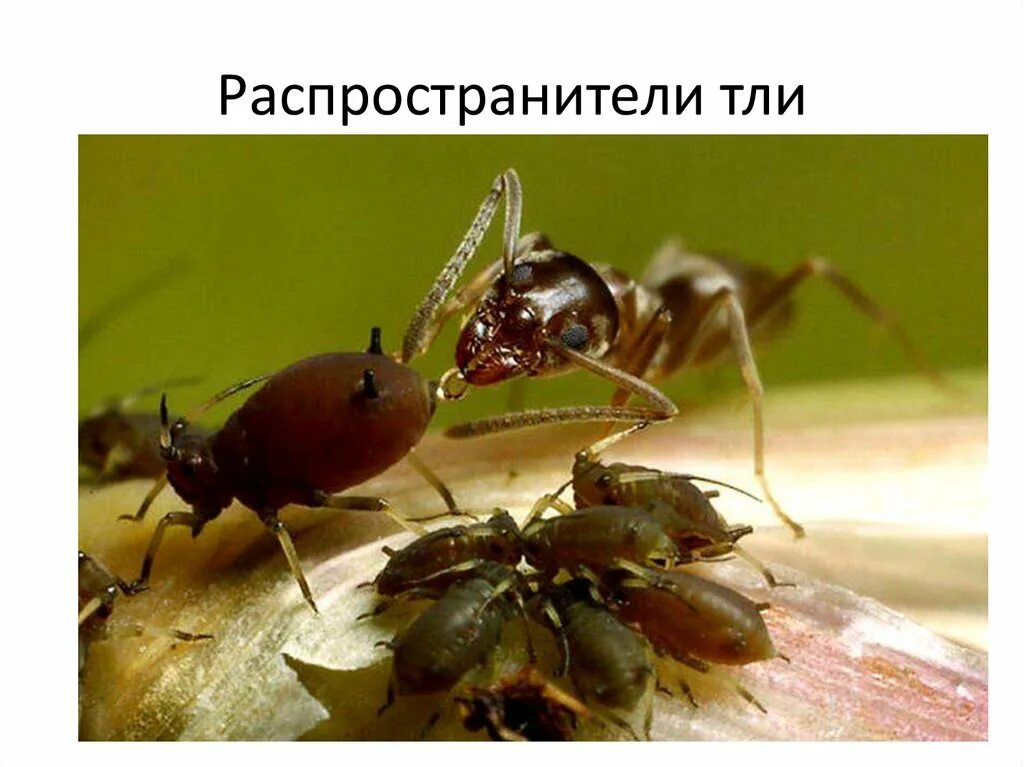Муравьи и тля тип взаимоотношений. Муравьи и тля взаимоотношения. муравьи пасут тлю. муравей и тля симбиоз. муравьи доят тлю.