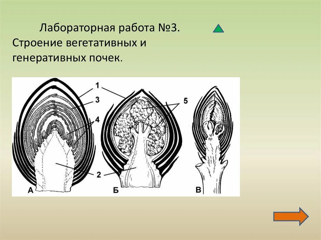 Какая ткань обеспечивает развитие почки. Строение вегетативной почки сирени. Строение почек растений вегетативная и генеративная. Строение генеративной почки растения. Строение вегетативной и генеративной почки.