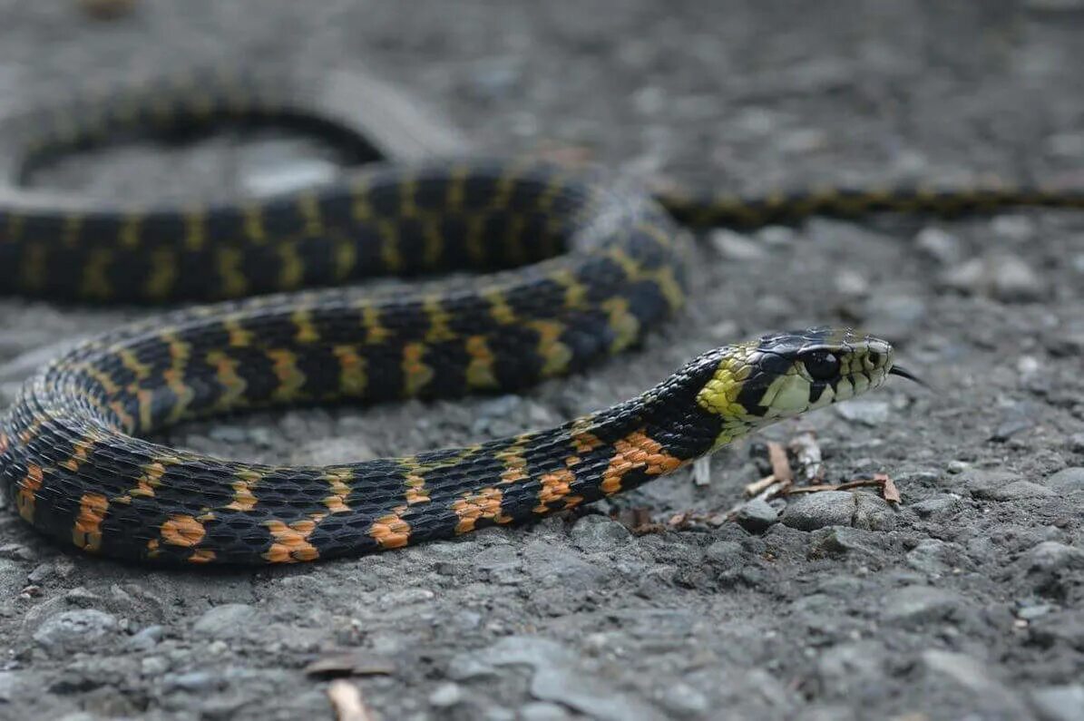 Россия токсична. Тигровый уж Rhabdophis tigrinus. Тигровый уж Приморский край. Ужеобразные змеи ядовитые. Змея уж обыкновенный.