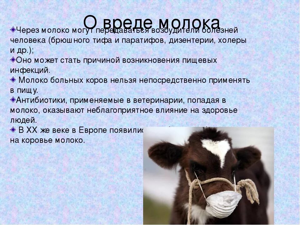 Коровье молоко. Корова молоко. Чем полезно коровье молоко. Молоко вред.