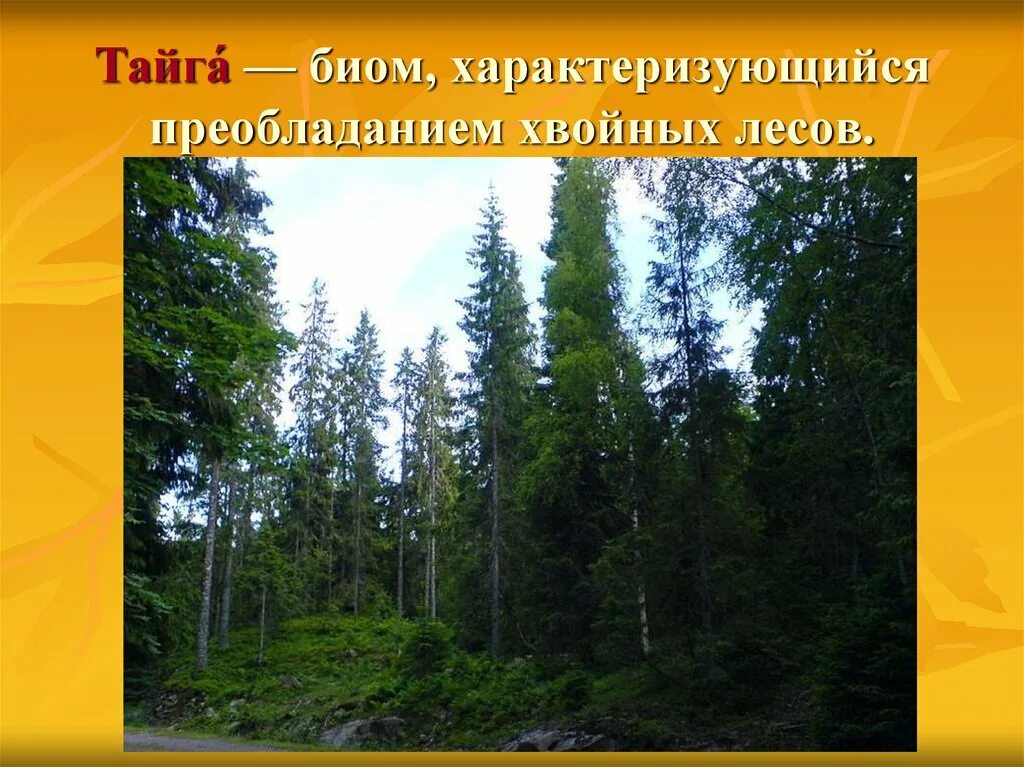 Лесная зона с преобладанием хвойных. Тайга биом. Тайга легкие планеты. Биом характеризующийся преобладанием хвойных лесов. Биом Тайга характеристика.