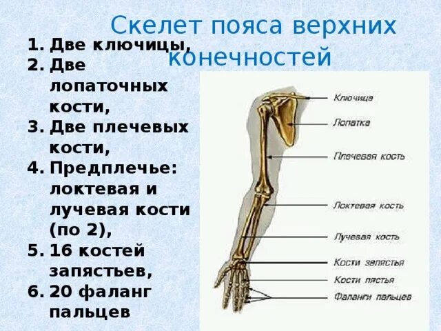 Кости пояса верхней конечности и свободной верхней конечности. Кости свободной верхней конечности и их соединения. Тип соединения скелета верхних конечностей. Скелет пояса верхних конечностей.