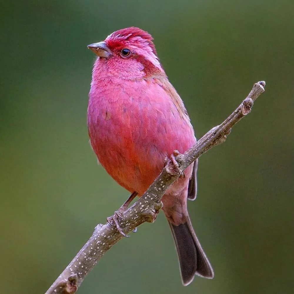 Маленькая розовая птица. Танагровый певун. Розовый танагровый певун. Пурпурный танагровый певун. Pink-Browed Rosefinch.
