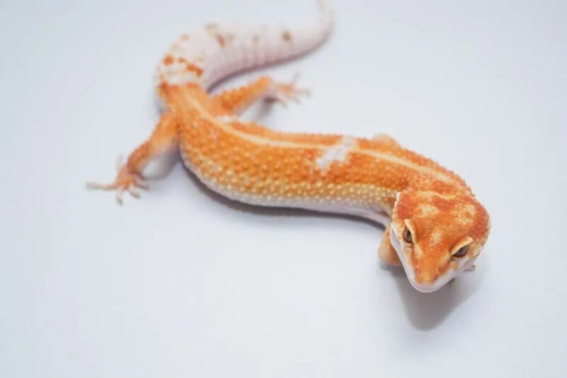 Dreamsicle эублефар. Lemon frost эублефар. Эублефар хардвика. Эублефар морфа нова. Морфа нова.