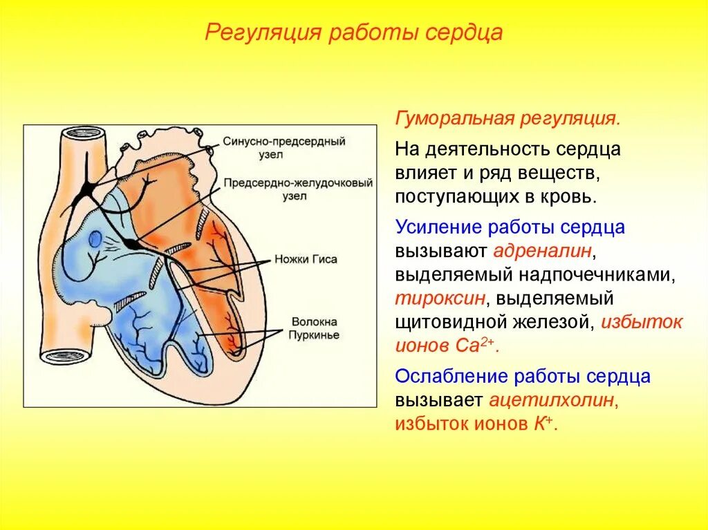 Регуляция сердечной деятельности анатомия. Проводящая система сердца синусно предсердный узел. Автоматия сердца. Степень автоматии различных отделов сердца. Сердце образовано клетками