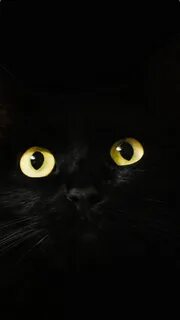 Телефон черного кота