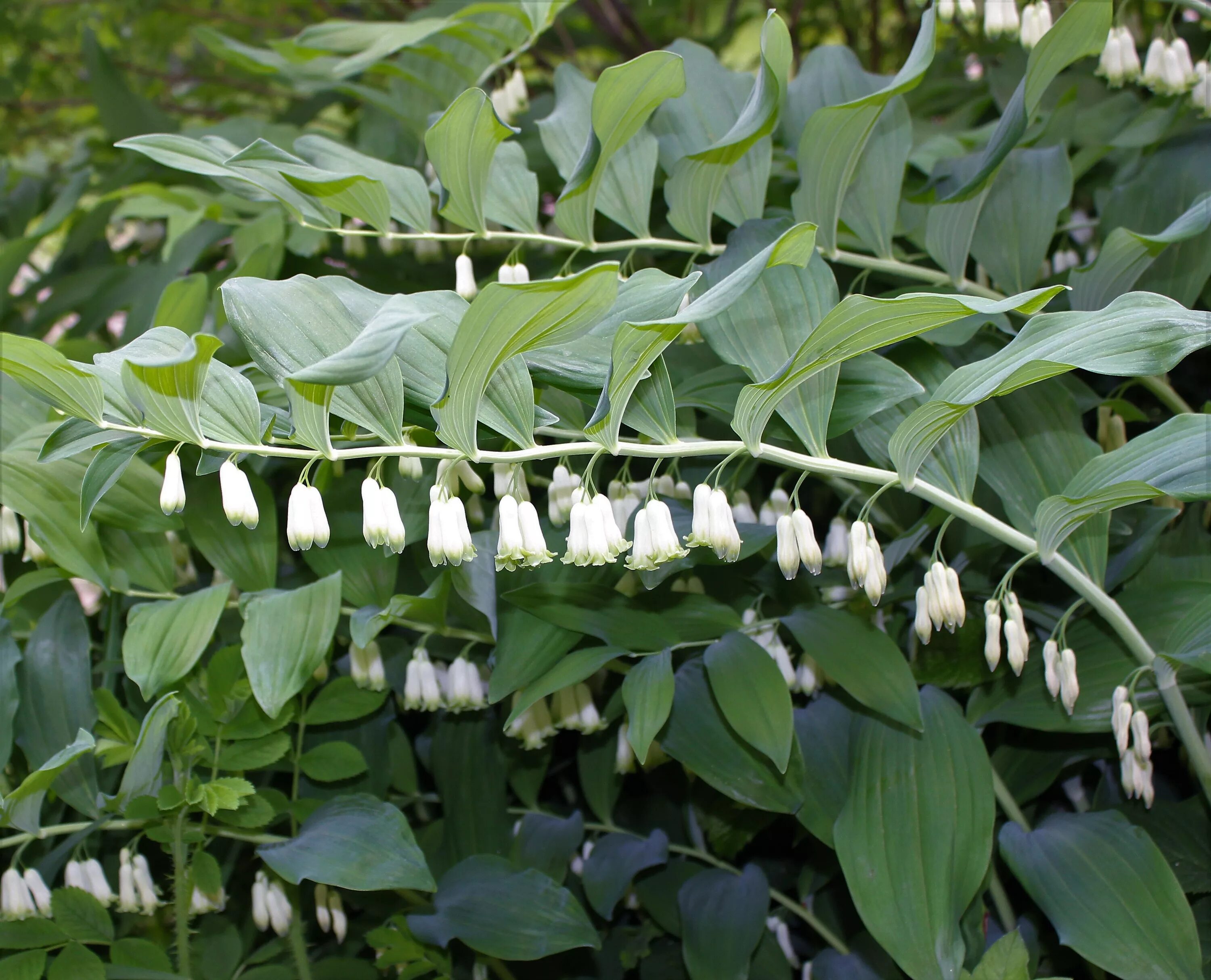 Кольцевые растения. Купена Кавказская. Купена (Polygonatum).