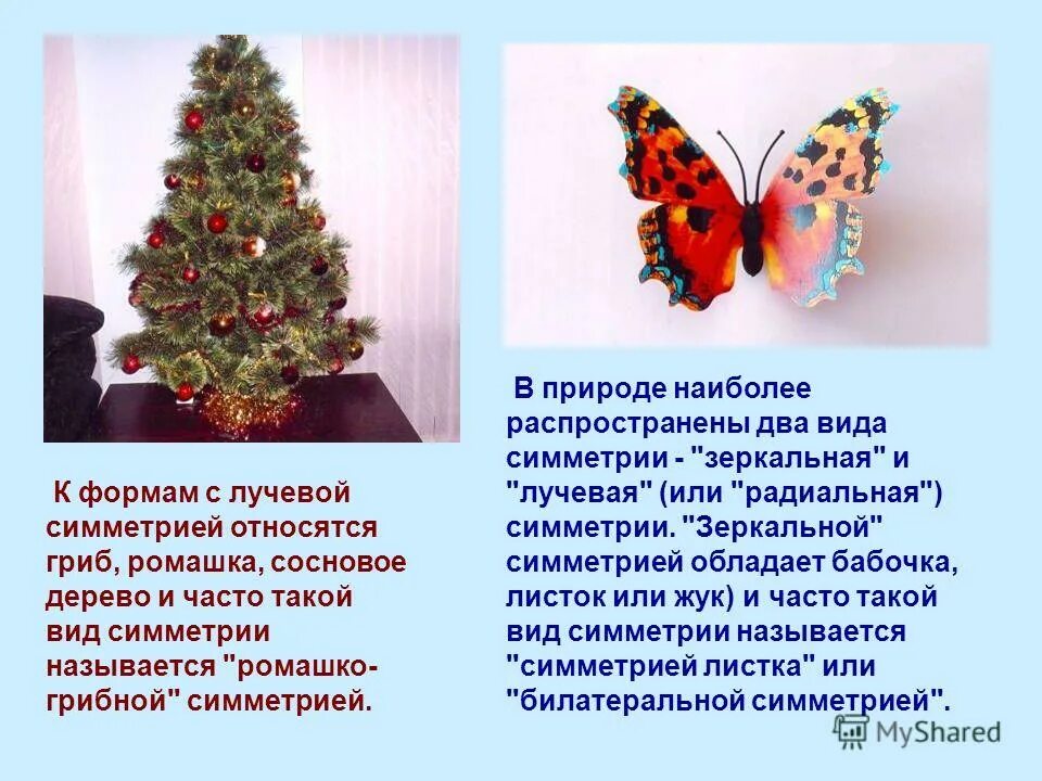 В природе самым распространенным и многочисленным