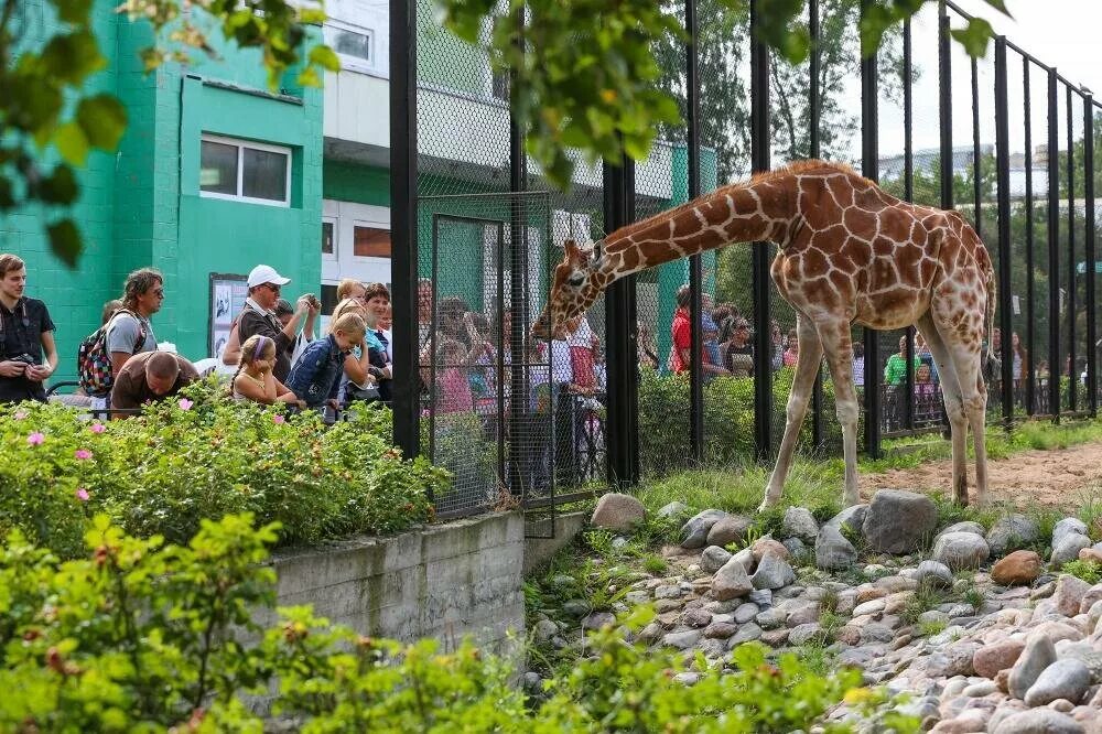 Ленинградский зоопарк Санкт-Петербург. Зоопарк СПБ Ленинградский зоопарк. Россия Санкт-Петербург Александровский парк 1 Ленинградский зоопарк. Ленинградский зоопарк аттракционы СПБ.