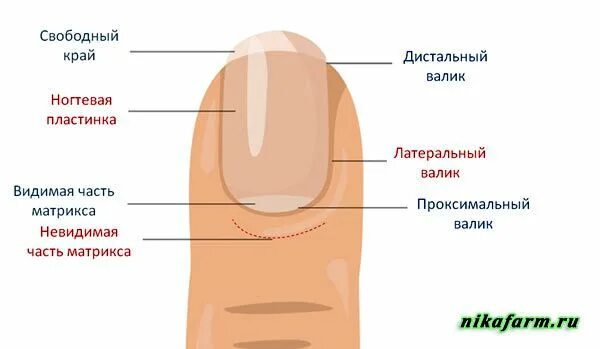 Ногтевой покров. Строение ногтевой пластины схема. Строение ногтя проксимальный валик. Строение ногтевой пластины Матрикс. Структура ногтя проксимальный дистальный.