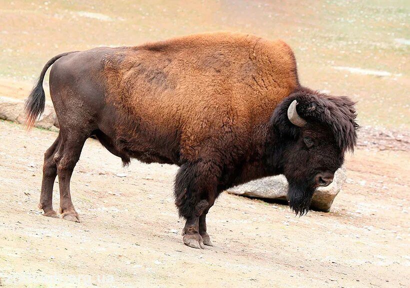 Альянико Бизон. Самый большой Бизон. Хвост бизона. Животное похожее на бизона.