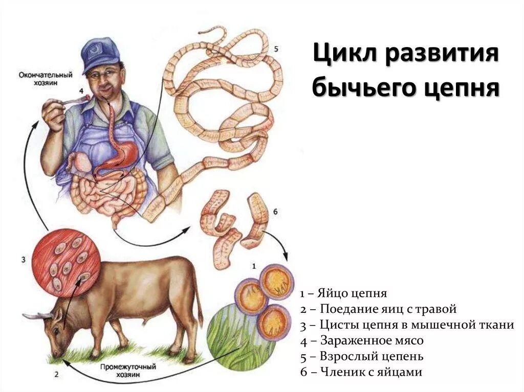 Какое развитие у бычьего цепня. Циклы червей паразитов бычий цепень. Циклтразвития бычьего цепня. Цикл развития бычьего цепня. Бычий цепень путь в организме человека.