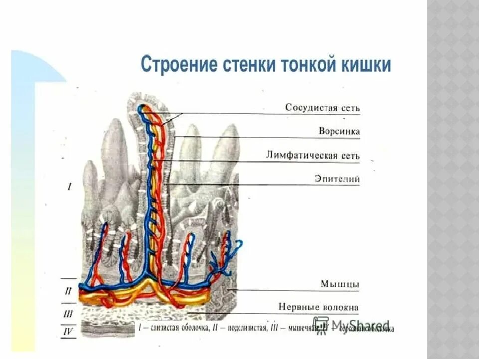 Каково строение тонкой кишки. Ворсинки тонкого кишечника анатомия. Строение кишечной ворсинки анатомия. Микроворсинки тонкого кишечника. Строение ворсинки тонкого кишечника ЕГЭ.