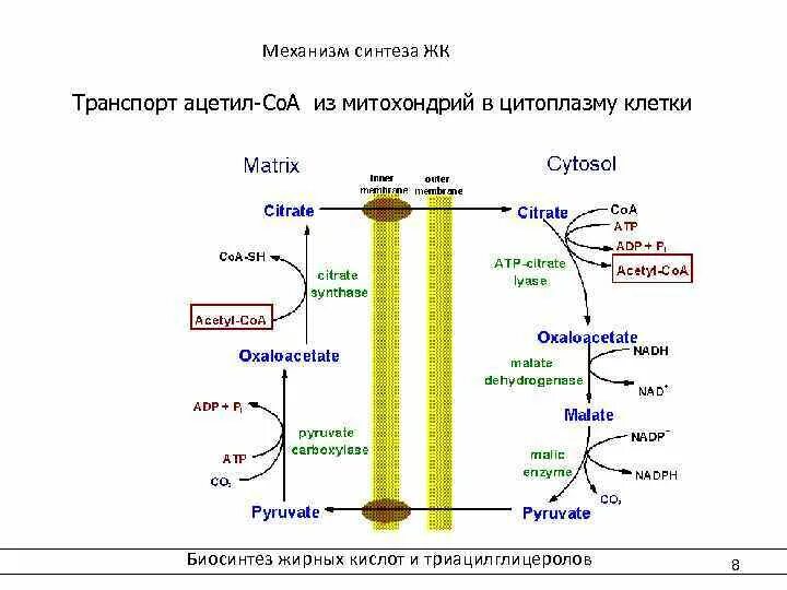 Место синтеза жиров. Механизм биосинтеза жирных кислот. Биосинтез жирных кислот схема. Перенос жирных кислот в митохондрии. Синтез жирных кислот в митохондриях.