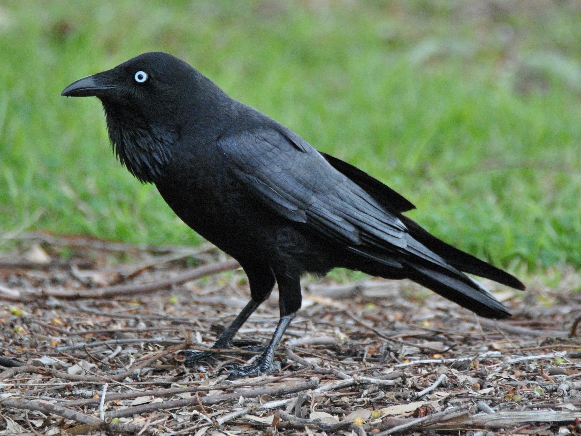 Австралийская певчая ворона. Corvus coronoides. Австралийский ворон. Австралийский ворон Свистун.