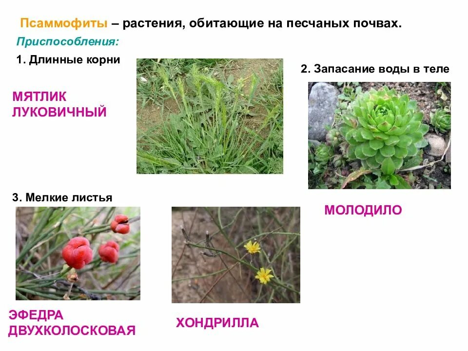 Растения обитающие в почве. Псаммофиты приспособления. растения псаммофиты. оксилофиты растения. растения для песчаной почвы.