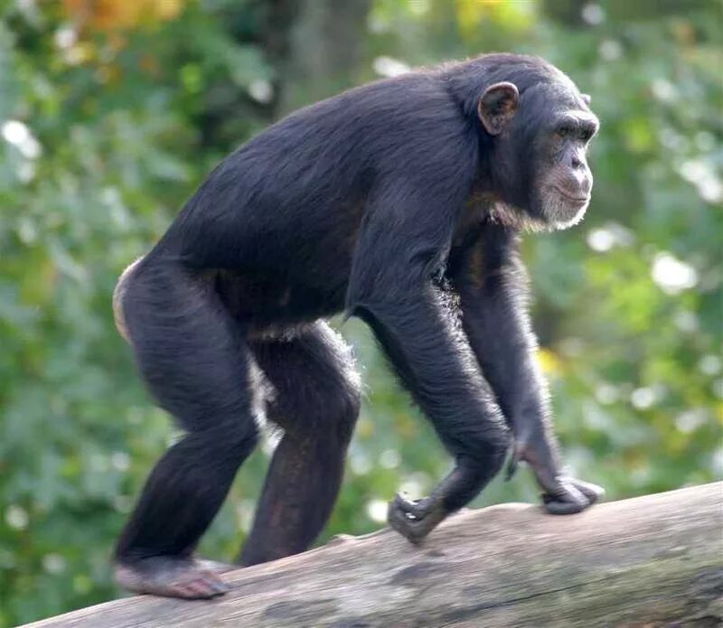 Шимпанзе человекообразные обезьяны. Шимпанзе Pan Troglodytes. Шимпанзе со спины. Шимпанзе в полный рост.